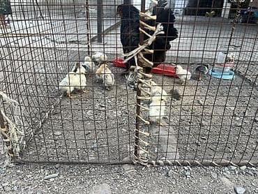 купить утки: Продаю | Куры | Домашняя | Для разведения — 2