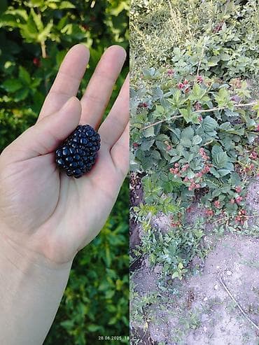 Ежевика В розницу