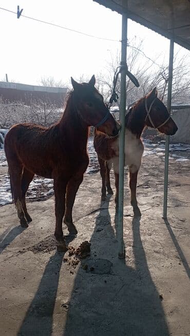 мышык бишкек: Сатам | Бээ (ургаачы) — 8