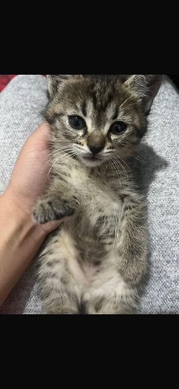 Животные: Котята от домашней кошки Описание: - Милые котята 1 помёта: тигровый — 1