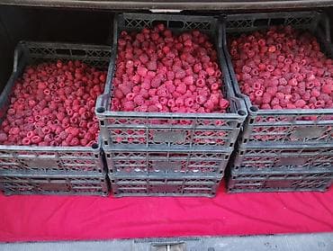 куплю малина: Саженцы ремонтантной малины (высокоурожайные сорта) - Тип — 1