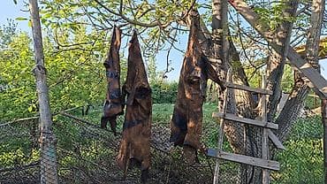 Жаңы ышталган кымызга чаначтар сатылат баасы 5миңден 9 миңге чейин — 1