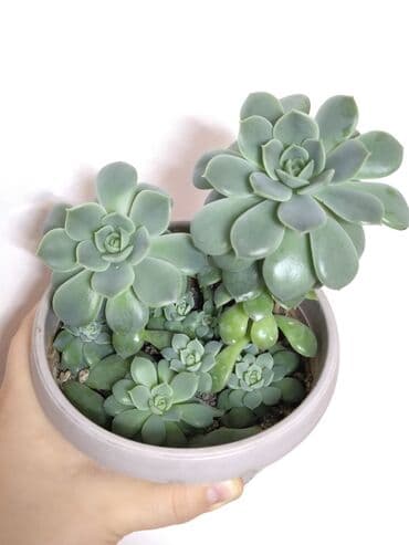 петунья цветы: РАСПРОДАЖА 🔥🔥🔥🔥 Продаю комнатные растения, цветы . Цены Разные❗🪴 — 10