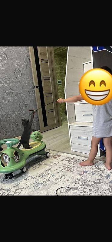 котята мейн кун бесплатно: Русская голубая, 3 месяца, Девочка, Голубой, Приучена к лотку — 10