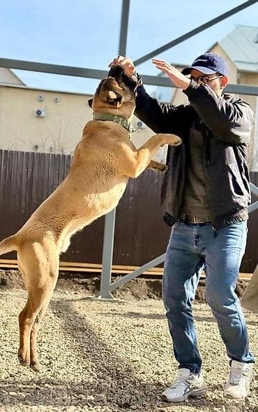 аргентинский дог: Вязка собак ЭРКЕК МУЖИК — 3