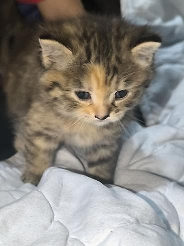 scottish fold: Скотиш Фолд (Шотландская вислоухая), 1 месяц, Мальчик, Приучена к лотку — 3