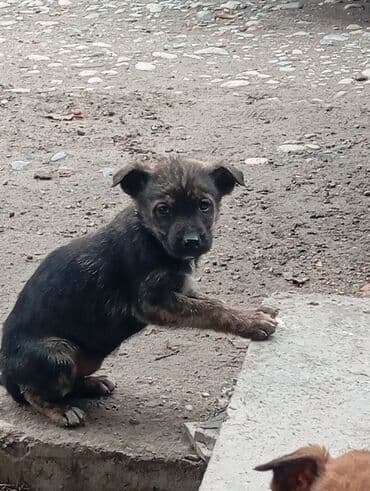 кинг чарльз спаниель: Срочно продаются щенки бельгийский овчарки малинуа. Щенки здоровы — 2