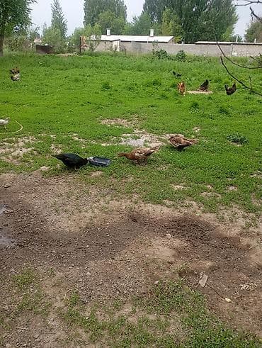 Продам с/х животных: Домашняя птица для подворья - Утки: на выгуле видно — 2