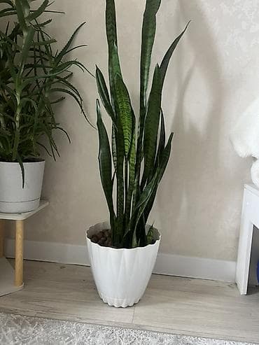 Лилии: Комнатные растения в горшках — набор. 1) Алоэ древовидное (Aloe — 7