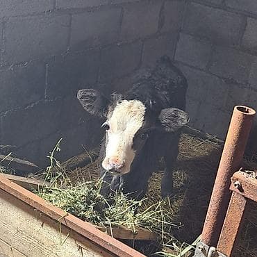 Аквариумдар: Сатам | Музоо | Голштин | Көбөйтүү үчүн | Асыл тукумдуу, Жасалма уруктандырылган — 4