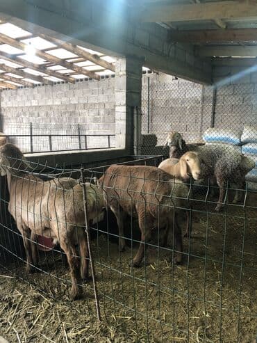 Кемирүүчүлөр: Сатам | Кочкор (эркек) | Көбөйтүү үчүн | Ургаачы — 9