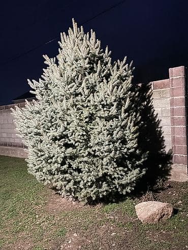 отун сатылат ош: 🎄 ПРОДАЁТСЯ ЖИВАЯ ЁЛКА 🎄 Продаётся красивая, высокая, натуральная — 1