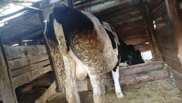 продаю дойных коров: Продаю | Корова (самка), Бык (самец) | Голштин | Для разведения | Привязанные — 4