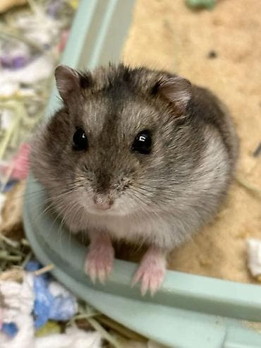 ветеринарная аптека ош: Продам джунгарского хомичка,домашний,милый,спокойный — 2
