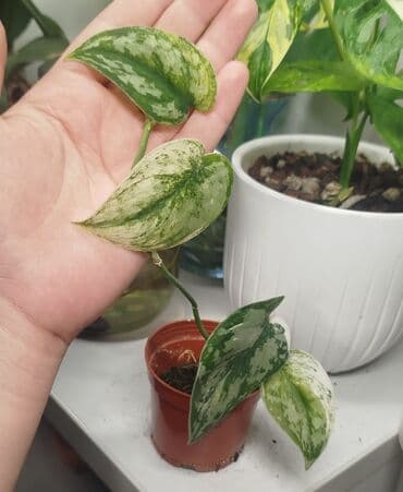 семена багира: • Сингониум Яичница - 700 сом • Монстера Адансони Минт - 1000 сом • — 3