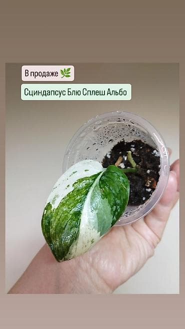 Семена и саженцы: В продаже 🌿 Название сортов написаны на фото — 3