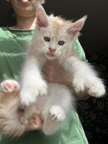 коты белый: Мейн-кун, 2 месяца, Мальчик, Приучена к лотку, Проглистована, С документами — 5