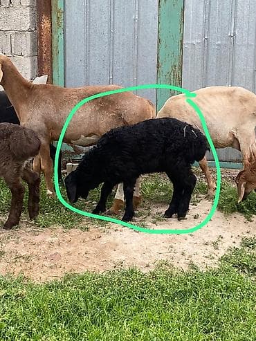 мел для крс: Продаю | Овца (самка) | Для разведения | Матка — 9