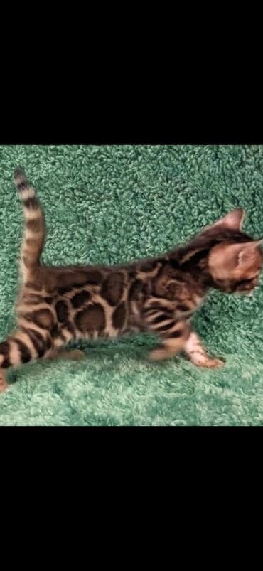 сколько стоит котенок британской золотой шиншиллы: Друзья. !!!.в питомнике Бен Гла Мур. долгожданные новые детки — 5