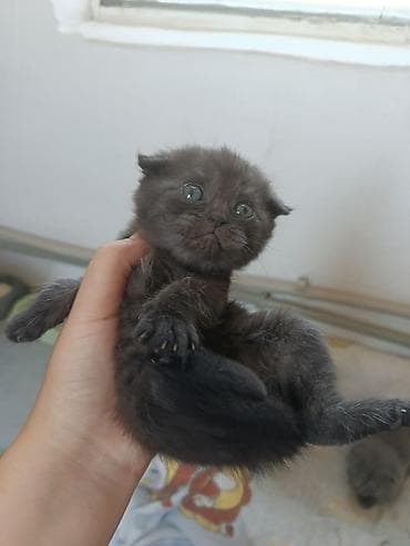 котята для гор: Котята, окрас серый/дымчатый - Помет из трёх малышей: два тёмно‑серых — 4
