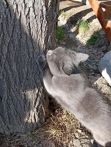 девон рекс бишкек: Британ кыска жүндүү, 7 айлык, Эркек, Көгүлтүр, Лотокко барууга үйрөтүлгөн — 4