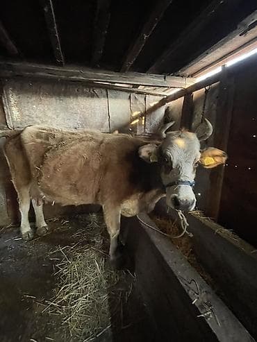 уй корова: Продаю | Корова (самка), Музоо, торпок | Симментальская | На откорм — 5