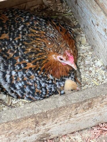 ош жапалак: Сатам | Тооктор, Короздор — 3