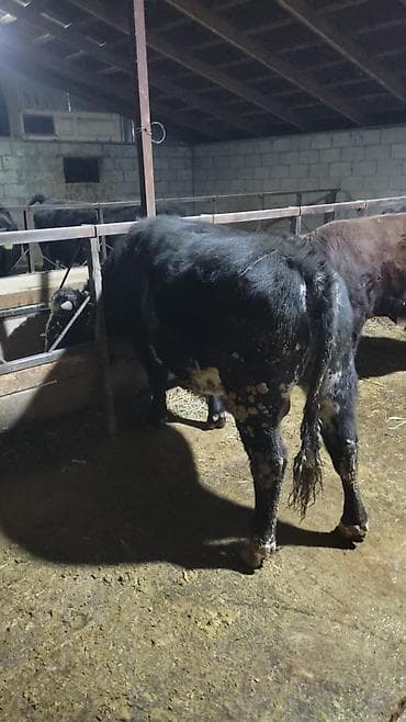 уйлар букалар: Сатам | Бука (эркек) | Бордоп семиртүү үчүн — 4