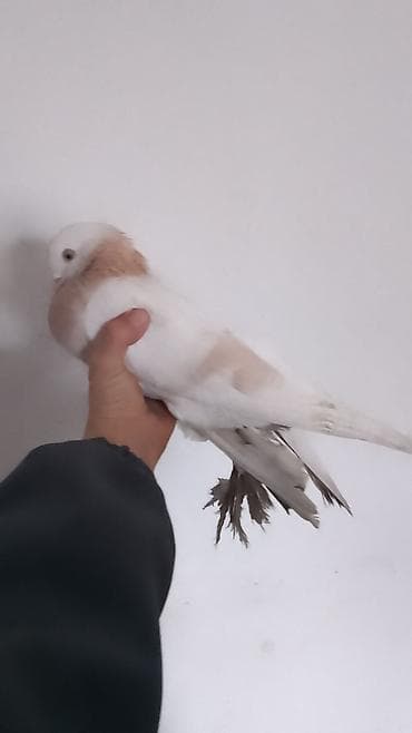 бойные голуби продажа: Голубь декоративный, окрас светло-серый с кофейно‑рыжими пятнами на — 8