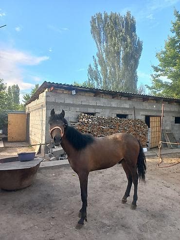 шиншила животное: Продаю | Жеребец | На забой — 2