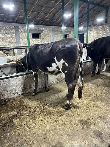 кукурузные хлопья: Продаю | Корова (самка) | Алатауская, Бельгийская, Абердин-ангус | Для молока | Племенные — 4