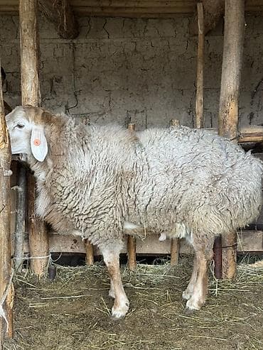 кой сойушка: Продаю | Баран (самец) | Для разведения | Осеменитель — 1