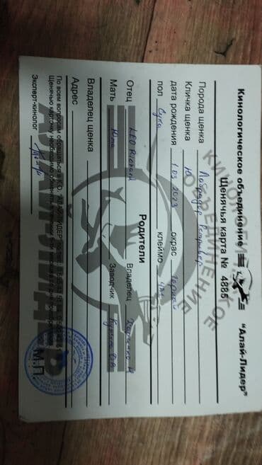 отдам даром собаку в хорошие руки: Щенки лабрадора-ретривера — черные, от породистых родителей Описание — 3