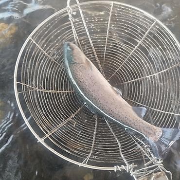 ат тарак: Свежий — 1