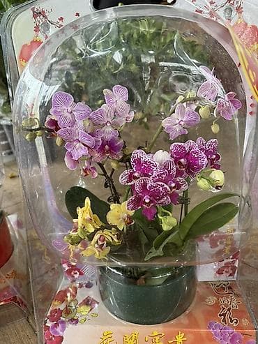 Фиалки и глоксинии: ОРХИДЕИ Мини-композиция ЛЮКС ПОДАРОК 💝 В готовой подарочной упаковке — 4