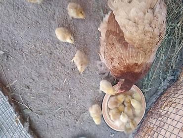 цеплята бройлер: Продаю | Куры | Домашняя | Для разведения — 3