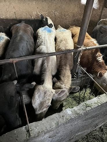 продаю тёлка: Продаю | Бык (самец) | Ангус, Герефорд, Швицкая | На откорм, Для разведения — 5