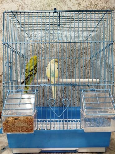 цесарка цена бишкек: Ассаламу Алейкум туугандар Папугай даяр пара 🦜 сатылат! Колго — 4