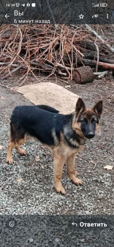 Ит кууту: Немецкая овчарка, классический черно-рыжий окрас, прямохвостая, с — 1