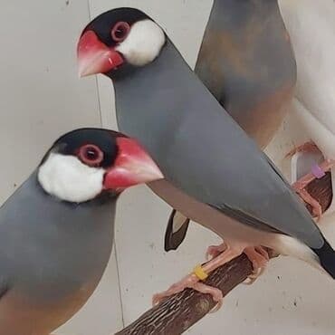 попугай неразлучник купить: Рисовые амадины, или рисовки – достаточно неприхотливы в содержании — 2