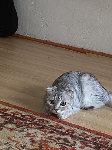 мышык: Скотиш Фолд (Шотландиялык шалпаң кулак), 6 айлык, Ургаачы, Лотокко барууга үйрөтүлгөн — 4