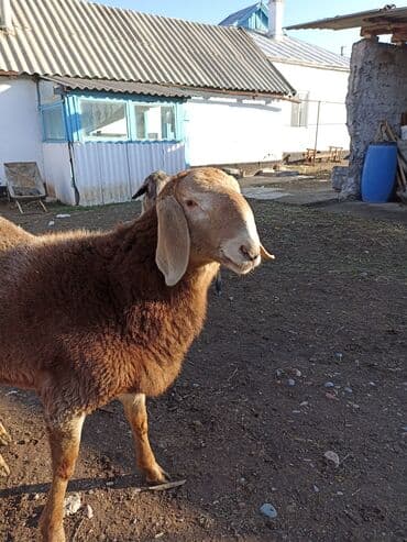 ящик сатылат: Сатам | Кочкор (эркек) | Арашан | Көбөйтүү үчүн | Асыл тукумдуу — 9