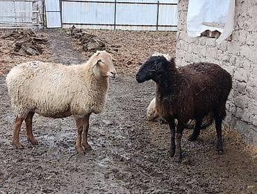 Кошки: Продаю | Овца (самка) | Для разведения | Матка — 4