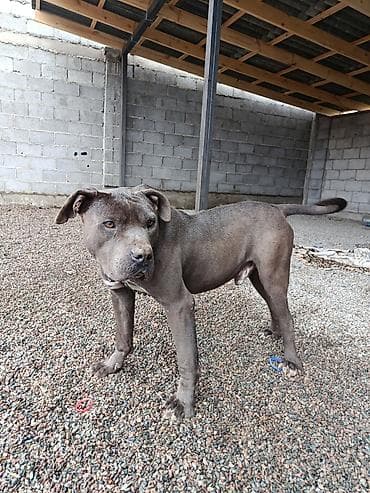 собаки стаф: Питбуль, 11 месяцев, Самец — 6