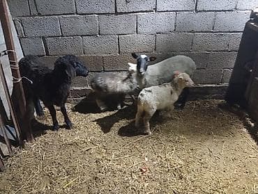 котята простые: Продаю | Овца (самка) | Для разведения | Матка — 2