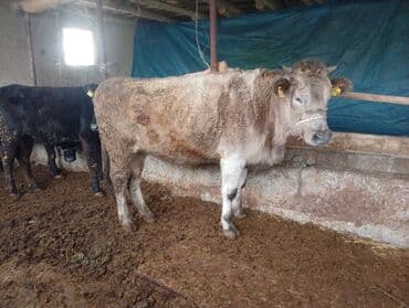 Линолеум: Продаю | Бык (самец) | На откорм | Привязанные — 2