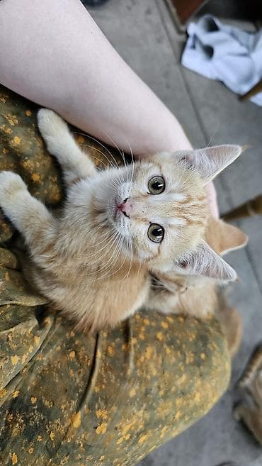 chow chow: Котята в добрые руки, 3 девочки и один мальчик. к лотку приучены жалко — 4