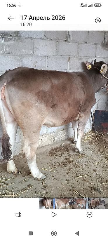 французский бульдог: Продаю | Тёлка | Для разведения | Нетель — 2