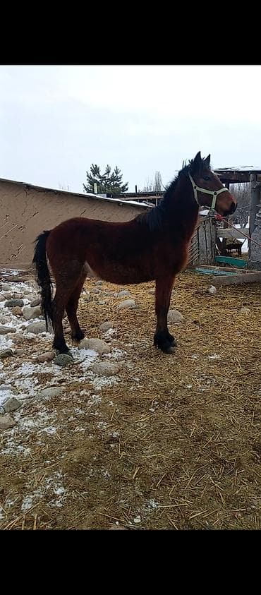 продаю верблюд: Продаю | Жеребец | Полукровка | Для разведения | Племенные — 1