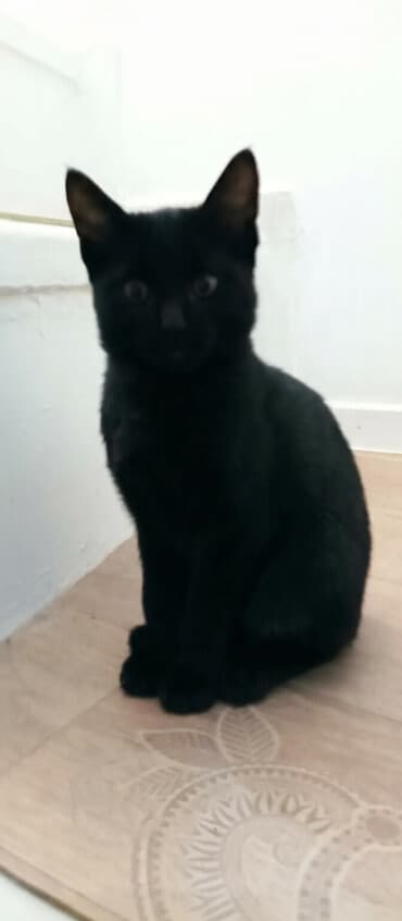 леопардовая кошка цена: Бомбейская, 6 месяцев, Девочка, Черный, Приучена к лотку, Проглистована — 1